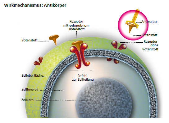 Antik rper Therapie