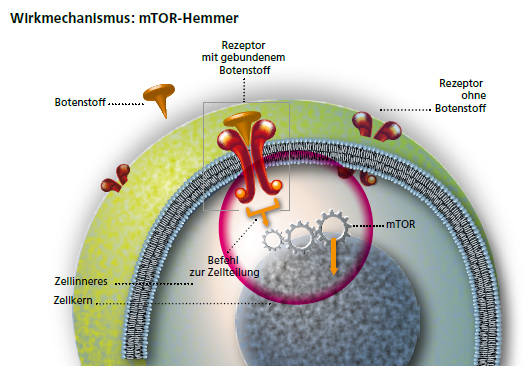 mTOR Hemmer